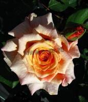 rosacaramella