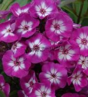 phlox_paniculata_uspech