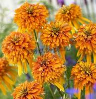 echinacea_marmelade