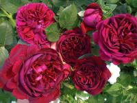 Rosa Falstaff