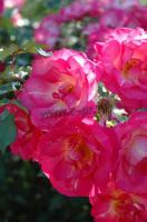 rosa_last_tango