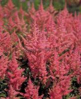 astilbe_arendsii_erika