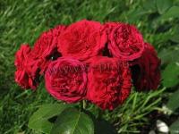 rosa_rotkappchen