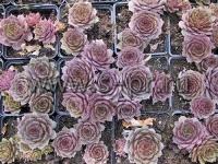sempervivumfeldmaier