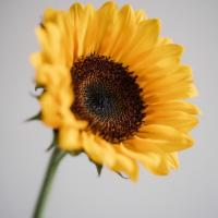 Подсолнечник однолетний  - фото саженцы, для посадки 