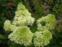 hydrangea_paniculata_magical_moonlight