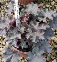 heuchera_hybrid_prince_of_orange