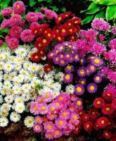 aster_dumosus_mix