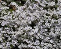 phlox_subulata_brittonii_1