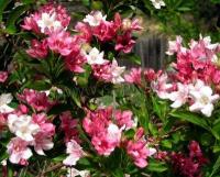 weigela_florida_2