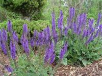 salvia_nemorosa_marcus