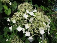 hydrangea_petiolaris_2