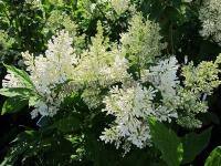 syringa_henryi_tammelan_kaunotar
