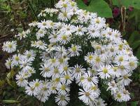 aster_dumosus_kristina_1