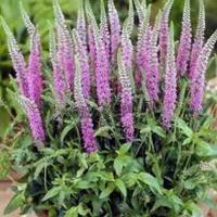 veronica_spicata_barcaroll