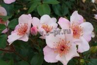 rosa_sweet_pretty_f