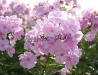 phlox_paniculata_pinky_hill