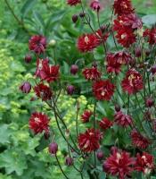 aquilegia_ruby_port_1