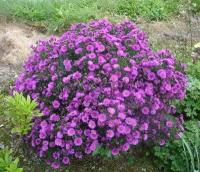 aster_dumosus_starlight_1