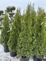 Туя западная Smaragd Variegata
