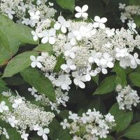 hydrangea_paniculata_mustila_1