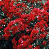 rosa_rotilia_1