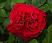 rosa_liebeszauber_th_1