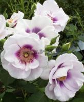 rosa_eyes_for_you_1