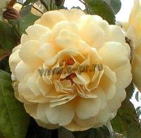 rosa_buff_beauty