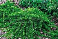 lonicera_nitida_maigrun