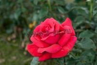 rosa_climbing_red_flame