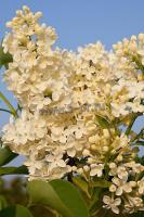 syringa_vulgaris_sterntaler
