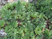 sempervivumtectorum