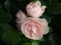 DSC08488