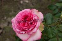 rosa_walzertraum