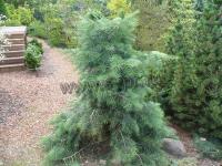 abies_concolor_gables_weeping_2