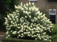 hydrangea_paniculata_mathilde