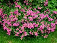 spiraea_japonica_anthony_waterer_1