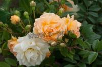 rosa_goldfassade_1