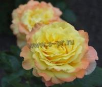 rosa_peer_gynt