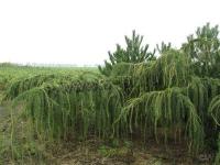 larix_decidua_pendula_spr