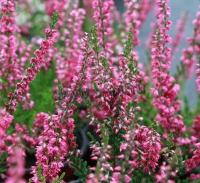calluna_vulgaris_arabella_1