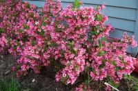 weigela_florida_minuet