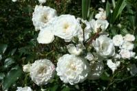 rosa_sea_foam_1