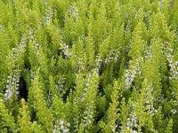 calluna_vulgaris_darts_parrot_1
