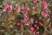 weigela_florida_tango_1