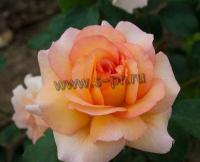 rosa_cocarde