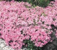 phlox_subulata_moerheimii