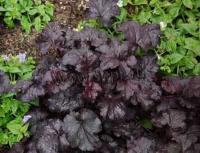 heuchera_licorice