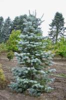 abies_concolor_cadicans